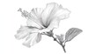 © titik - Detailed monochrome pencil drawing of a hibiscus flower with delicate shading