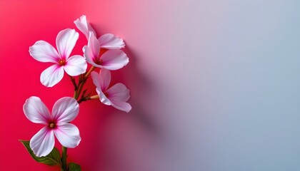 Poster - Pink Flowers Red Gradient Background