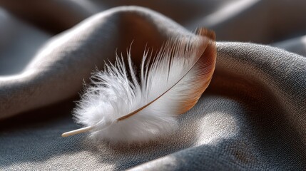 Poster - Delicate feather resting on soft fabric in warm sunlight during afternoon hours