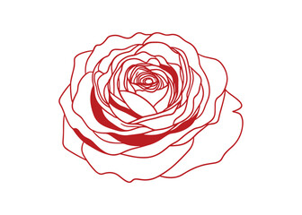 Poster - Detailed Line Art of a Red Rose Blossom, Romantic Flower, Decorative Design, and Vector Illustration.