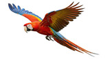 Isolated Flying Macaw Parrot