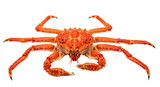 Isolated King Crab