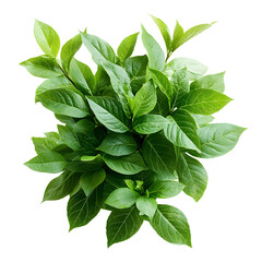 Poster - A photograph of the lush vibrant green leaves of a plant isolated against a clean white background for a simple natural look