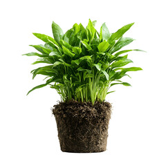 Aufkleber - Close up photograph of a thriving verdant grass plant emerging from rich organic soil on a plain white background