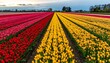 © Abu Hamzah Musa - Scenic landscape of a vast tulip farm with vibrant rows of red and yellow flowers blooming under a beautiful sky.