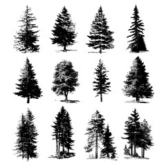 Poster - The graphic illustration presents a hand-drawn set of trees in a forest, using a modern isolated style with silhouette elements in black and white