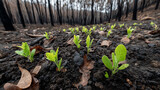 Charring forest recovering with new seedlings being planted amidst burnt trees and blackened earth