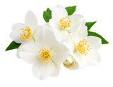 White jasmine flowers isolated on a transparent background.