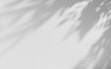 Wall Mural - abstract shadow overlay from tree branch on a transparent background.