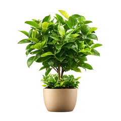 Aufkleber - A flourishing vibrant indoor plant with glossy verdant leaves growing in a potted container creating a calming and natural atmosphere