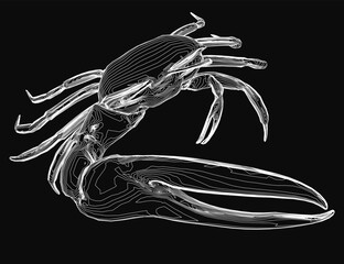 Poster - A detailed black and white contour drawing of a crab with clearly defined claws and antennae. The stark white lines stand out against the solid black background, emphasizing the intricate details.