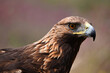 © alberto - a powerful golden eagle in the mountain