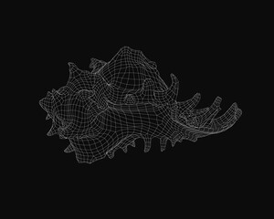Poster - A decorative white line art wireframe of a seashell on a black background, designed as a minimalist vector illustration with clean curves, elegant simplicity, and smooth geometric shapes.