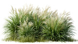 Lush green grass and pampas grass plants on a transparent background
