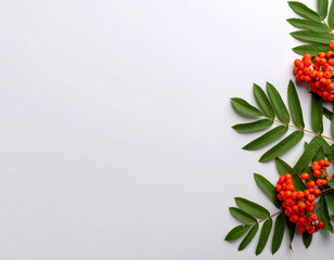 Aufkleber - Bright Red Berries and Green Leaves of Rowan Tree on White Background