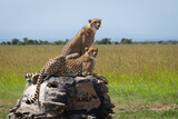 Two male cheetahs scan savanna on marker