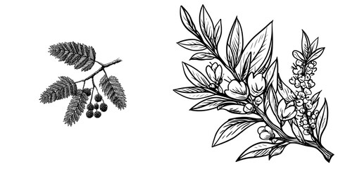 The illustration is a modern black and white sketch of a mimosa branch done by hand