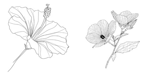 Poster - The modern illustration features a hibiscus flower drawn in continuous line art style, with minimalist aesthetics achieved through a black line sketch on a white background