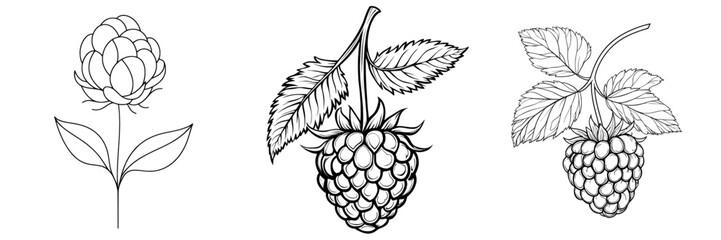 Modern illustration featuring raspberry fruit rendered in a continuous line art drawing style with minimalist black lines on a white background