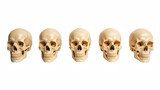 Realistic human skulls displayed in row, showcasing different angles and details. Ideal for educational purposes or artistic projects