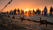 © PixelPulse - Close-up of a barbed wire fence with silhouetted people at sunset, symbolizing a refugee crisis