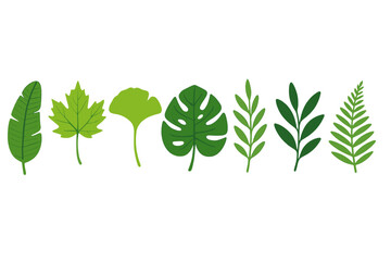 Poster - Variety of green leaves arranged in a line showcasing diverse shapes and textures in natural design
