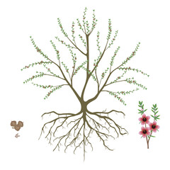 Wall Mural - Manuka bush with fruits and flowering branch on white background..eps