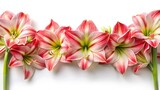 A beautiful display of red and white striped amaryllis flowers on white