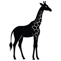 Poster - Elegant giraffe silhouette a graceful african animal isolated on white background