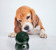© mikitiger - funny beagle dog talks to virtual assistant alexa