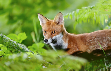 Wall Mural - Portrait of a playful young red fox standing in a forest