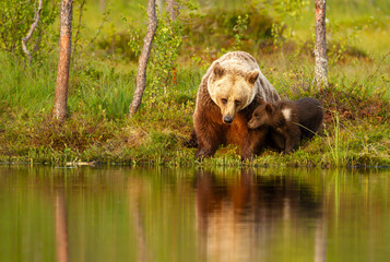 Wall Mural - Eurasian brown bear mother and her cub standing at the edge of a quiet forest pond