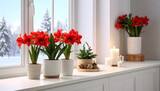 Red amaryllis plants on winter windowsill