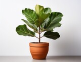 fiddle leaf fig in terracotta pot n flat houseplant isolated on white background