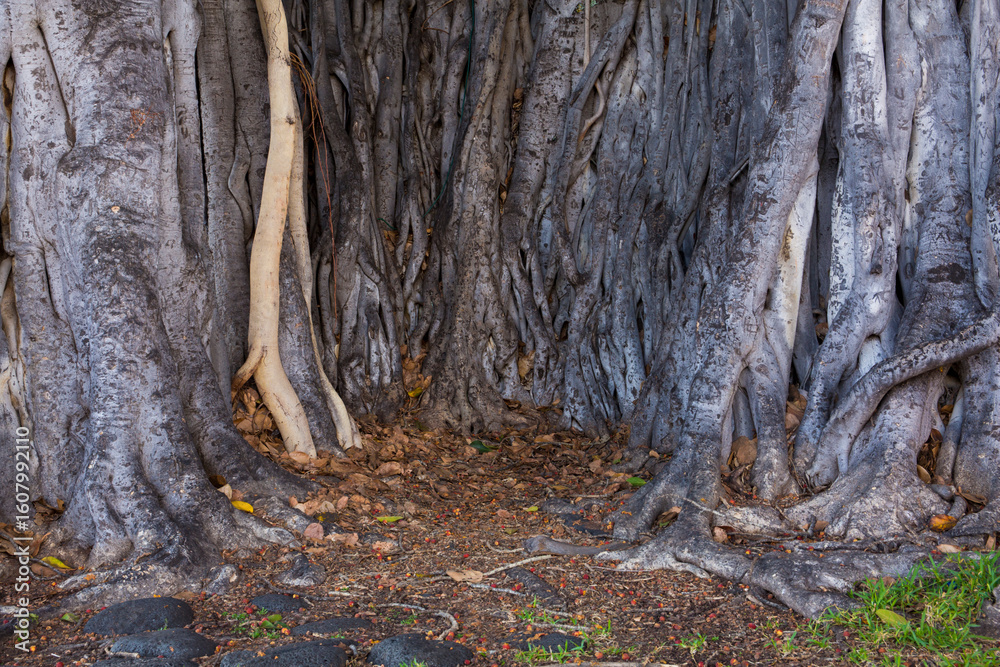 Hawaii Tree Roots Unusual, gnarled banyan tree roots on the Big Island of Hawaii Stock ...