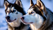 © Timothy - Two siberian husky dogs closeup portrait