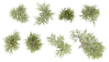 Wall Mural - top view of 3d set trees illustration olea europaea cut on transparent background