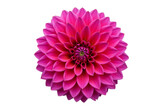 Vibrant pink dahlia flower with intricate petal arrangement isolated on transparent background