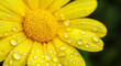 © Vitor - Uma flor amarela em close-up, coberta por gotas de água, enfatizando sua cor vibrante, a estrutura intrincada das pétalas e a essência refrescante que ela irradia.