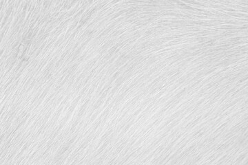 Wall Mural - Cow animal skin white texture light background