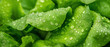 © Vitor - Uma fotografia macro de folhas de alface adornadas com pequenas gotas de água, exemplificando a vibração e a umidade do verde, indicativo de alimentos saudáveis e da abundância da natureza em detalhe