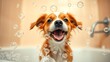 © chrissie - Playful dog interacting with soap bubbles in a warm, softly lit bathroom environment.