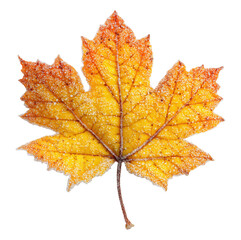 Wall Mural - Frozen autumn maple leaf isolated on transparent background