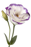 Pure white eustoma flower with delicate purple edges, fresh lisianthus bloom isolated on transparent background