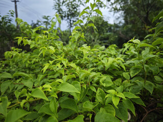 Naklejka na meble trees in the garden