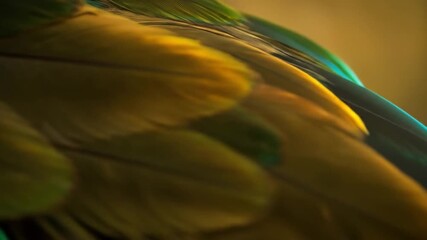 Wall Mural - Bird Feather Closeup, Golden Hues, Blurred Background, Nature Texture