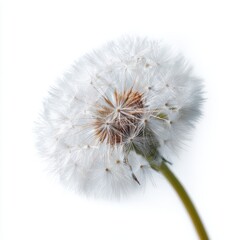 Poster - A delicate white dandelion seed head, ready to scatter, isolated on a pure white background. Wish, light, nature is cycle.