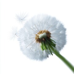 Poster - A delicate white dandelion seed head, ready to scatter, isolated on a pure white background. Wish, light, nature is cycle.