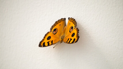 Wall Mural - Close up of beautiful butterfly on white wall background