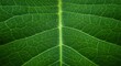 © renny - Closeup view of green leaf veins